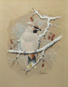 Frederick T Searle (20th century), "Waxwing", gouache, signed lower right, 28 x 22cm