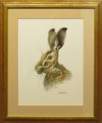 Carl Donner (born 1957), Hare, watercolour, signed lower right, 32 x 24cm