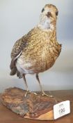 Taxidermy uncased Golden Plover on naturalistic base