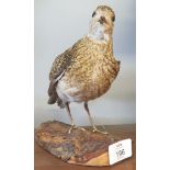 Taxidermy uncased Golden Plover on naturalistic base