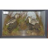 Taxidermy cased pair of waders in naturalistic setting, 26 x 40cm
