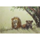 Clifford Charles Turner (1920-2018), Lions, watercolour, signed lower right, 36 x 53cm