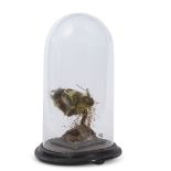 Taxidermy domed canary on naturalistic base, 25cm high (a/f)