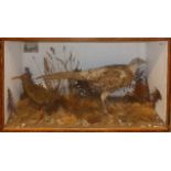 Taxidermy cased Pheasant and Water Rail in naturalistic setting by T Knight of Norwich, 41 x 69cm