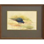 •AR Philip Rickman (1891-1982), , Pheasant in Woodland , watercolour, signed lower left, 16 x 23cm