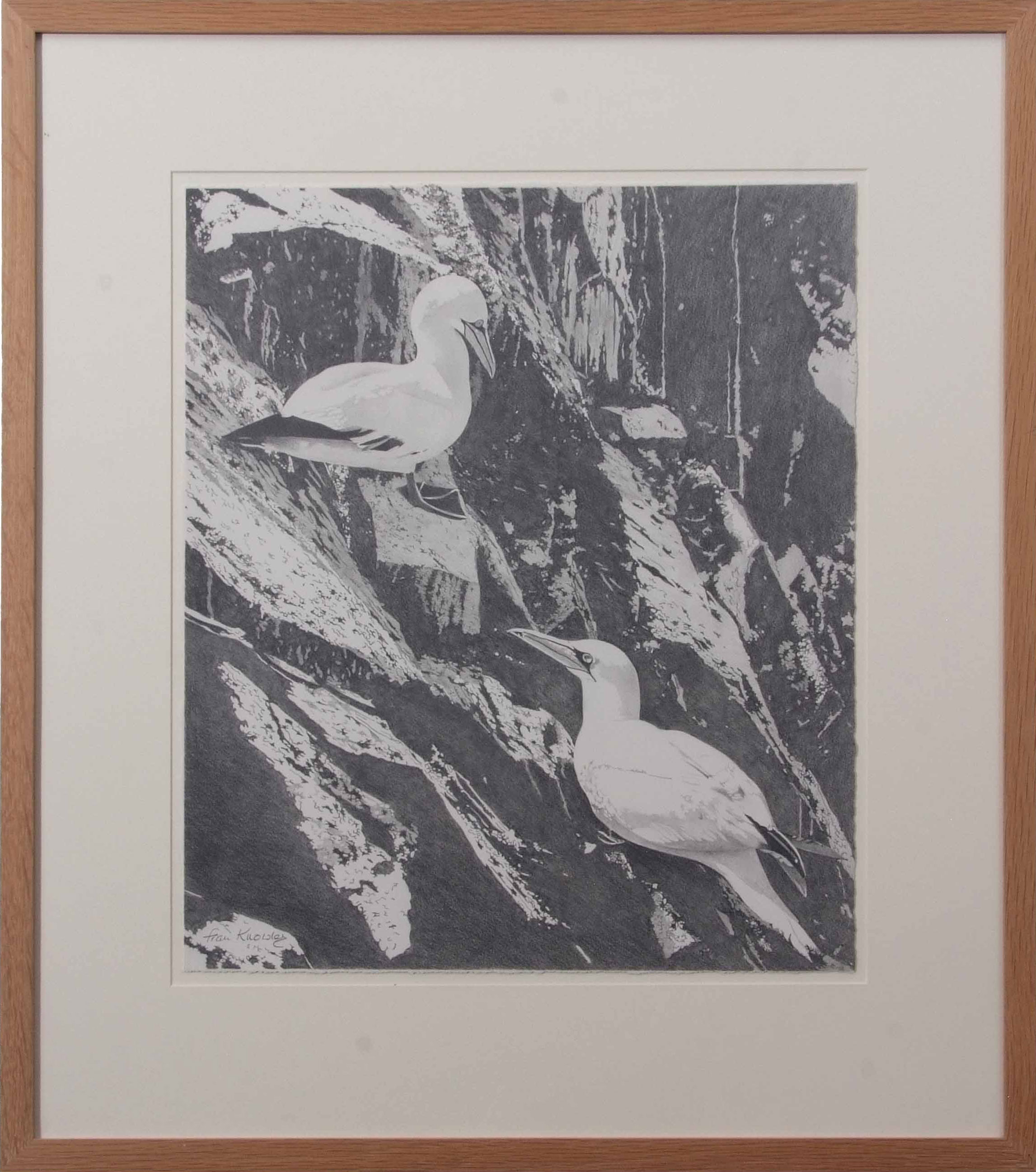 AR Fran Knowles (contemporary), pair of Gannet on a cliff, pencil drawing, signed lower left, 47 x - Image 2 of 2