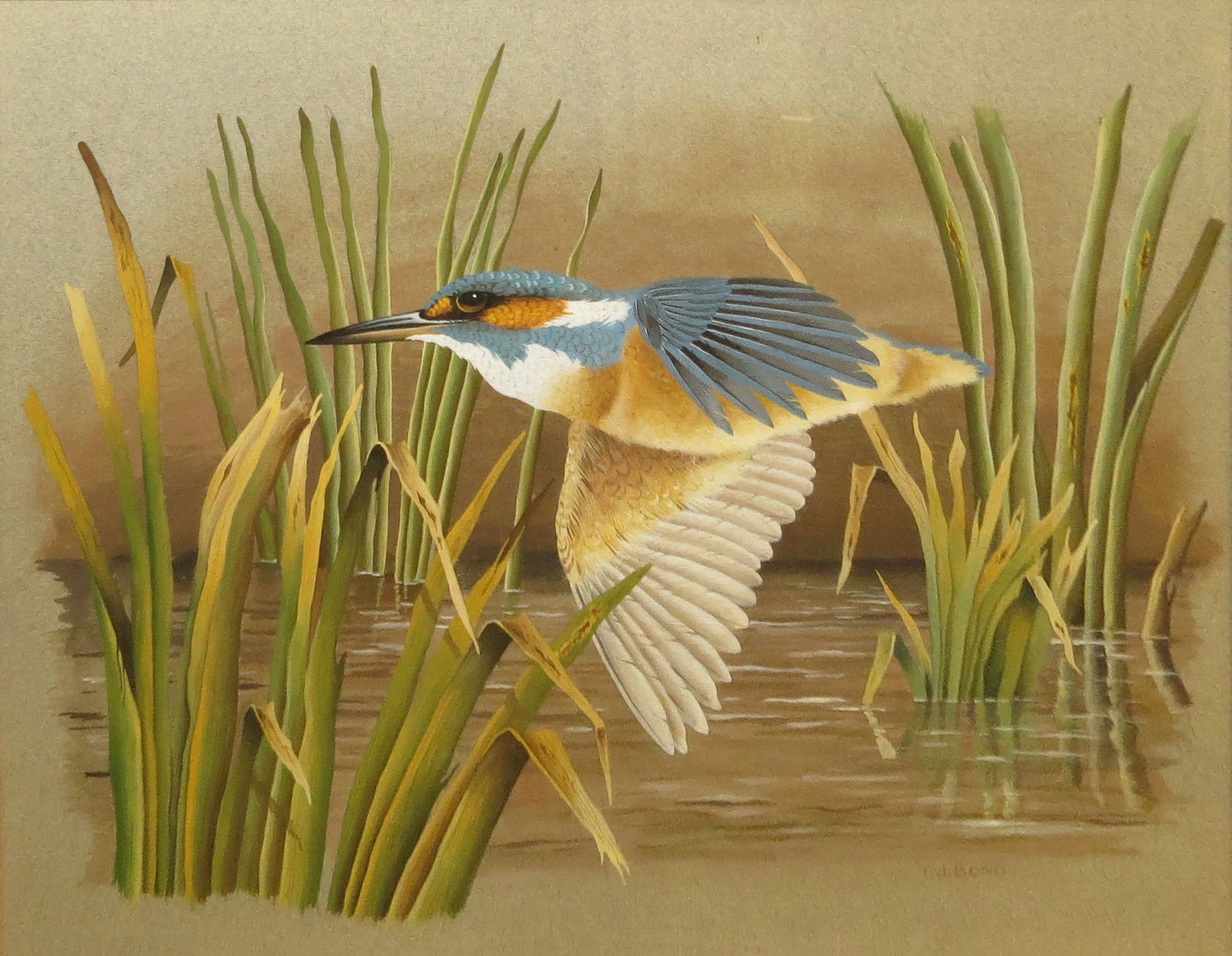 Terence James Bond (born 1946), Kingfisher, watercolour, signed lower right, 25 x 32cm