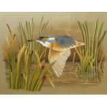 Terence James Bond (born 1946), Kingfisher, watercolour, signed lower right, 25 x 32cm