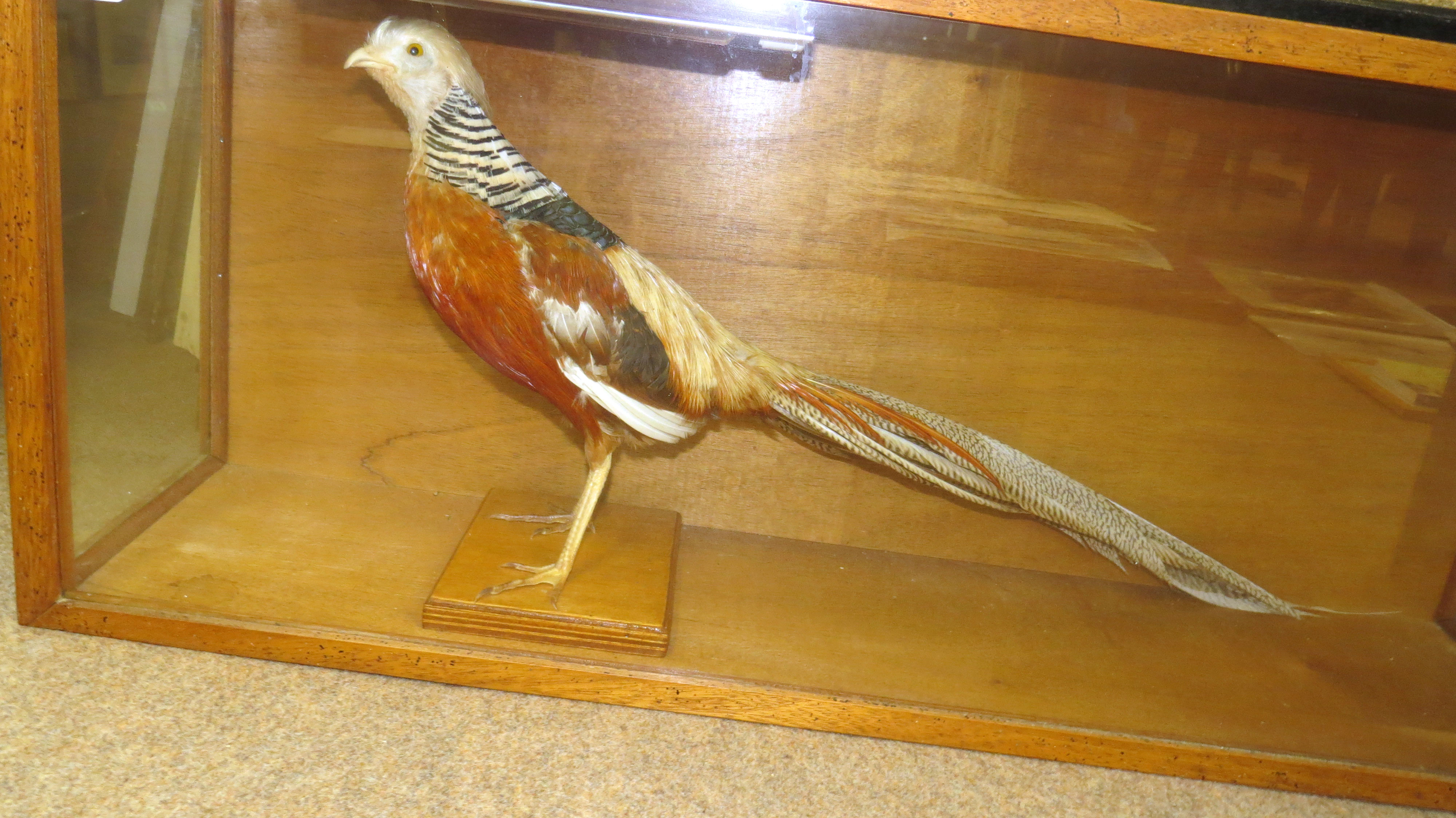 Taxidermy cased Golden Pheasant