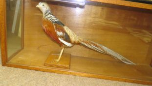 Taxidermy cased Golden Pheasant