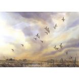 Simon Trinder (born 1958), "Widgeon flighting over the marsh", watercolour, signed lower, 25 x 36cm