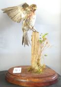 Taxidermy uncased Redpoll on naturalistic base