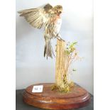 Taxidermy uncased Redpoll on naturalistic base