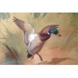 Archibald Thorburn (1860-1935), Mallard alighting, watercolour and gouache, signed and dated Jan