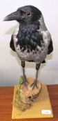 Taxidermy uncased Rook on naturalistic base