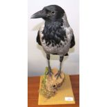 Taxidermy uncased Rook on naturalistic base