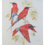 After Chris van Rooyen, Exotic birds, pair of coloured prints, 50 x 45cm