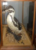 Taxidermy cased Penguin on naturalistic base, 48 x 32cm