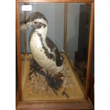 Taxidermy cased Penguin on naturalistic base, 48 x 32cm