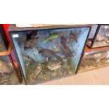 Taxidermy cased group of foreign birds in naturalistic setting, 72 x 72cm