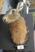 Taxidermy wall hanging Hare head, mount on wooden shield