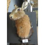 Taxidermy wall hanging Hare head, mount on wooden shield
