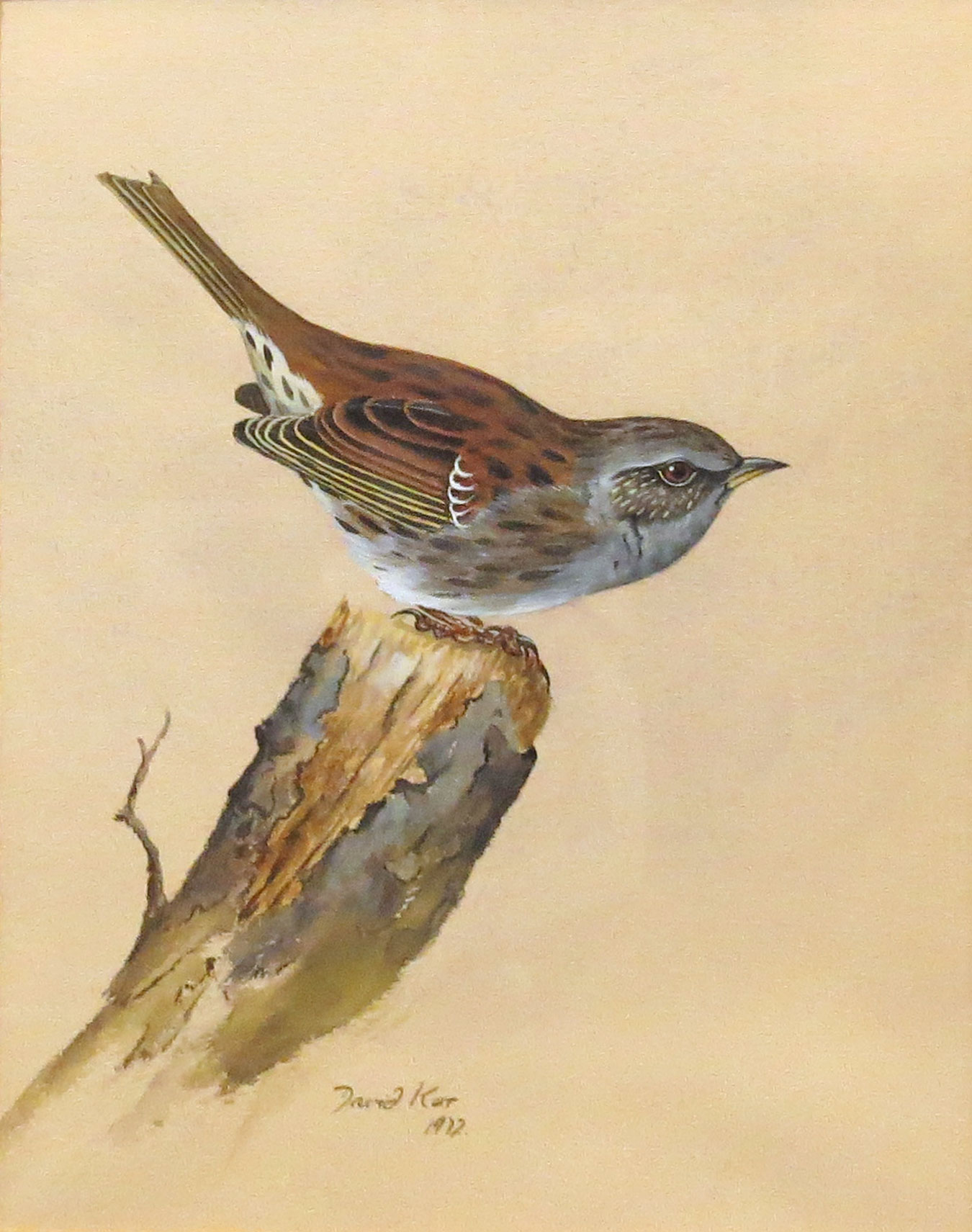 David Ord Kerr (born 1951), "Dunnock", watercolour, signed and dated 1972 lower centre, 18 x 15cm
