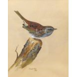 David Ord Kerr (born 1951), "Dunnock", watercolour, signed and dated 1972 lower centre, 18 x 15cm