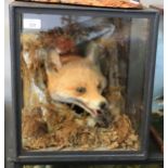 Taxidermy cased Fox head in naturalistic setting, 38 x 34cm