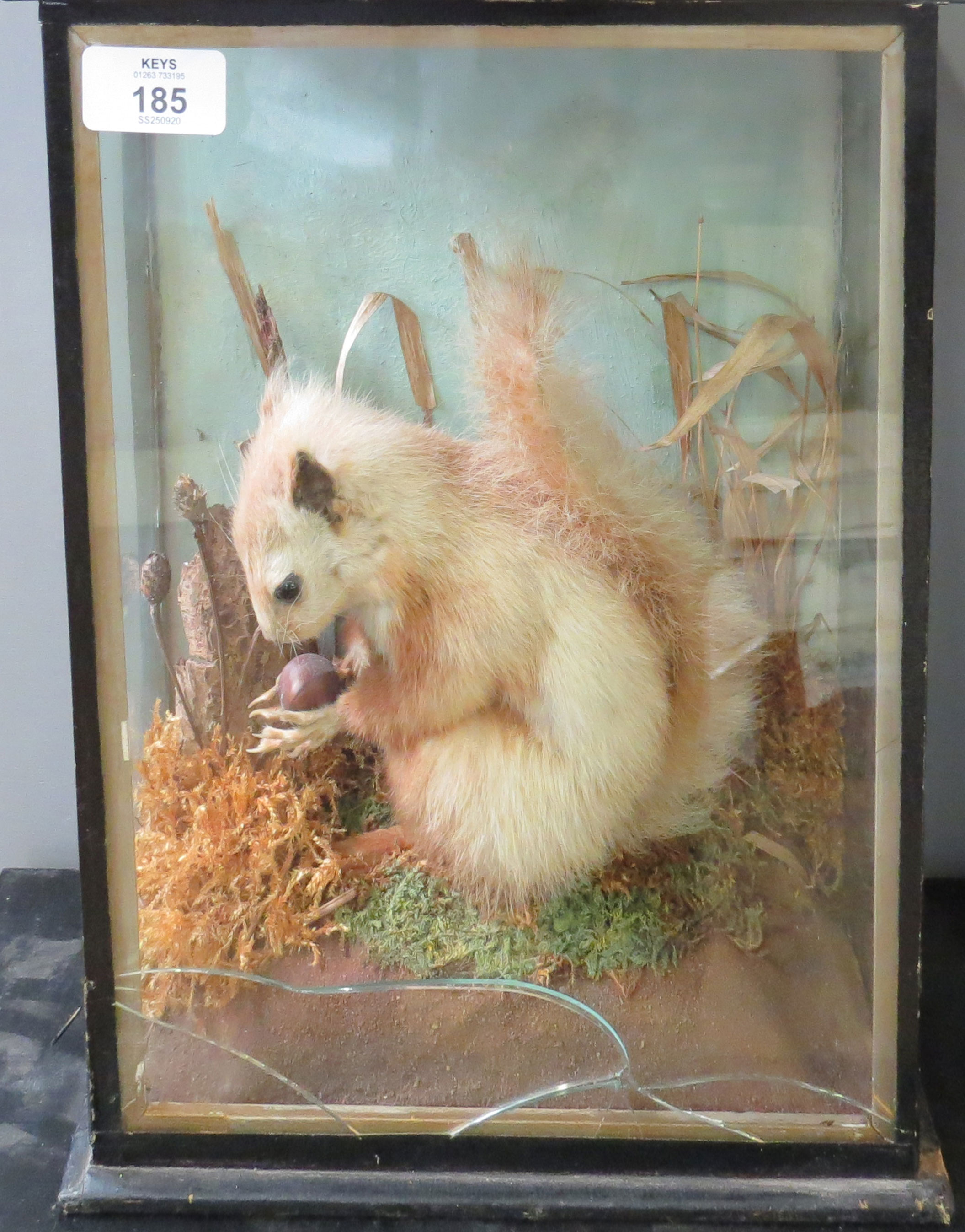 Taxidermy cased squirrel in naturalistic setting 33 x 26cm