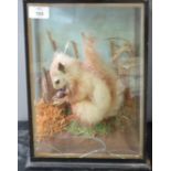 Taxidermy cased squirrel in naturalistic setting 33 x 26cm