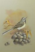 Terence James Bond (born 1946), "Grey Wagtail", watercolour, signed lower right, 32 x 22cm