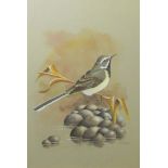 Terence James Bond (born 1946), "Grey Wagtail", watercolour, signed lower right, 32 x 22cm