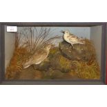 Taxidermy cased pair of waders in naturalistic setting, 26 x 40cm