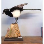 Taxidermy uncased Magpie on naturalistic base