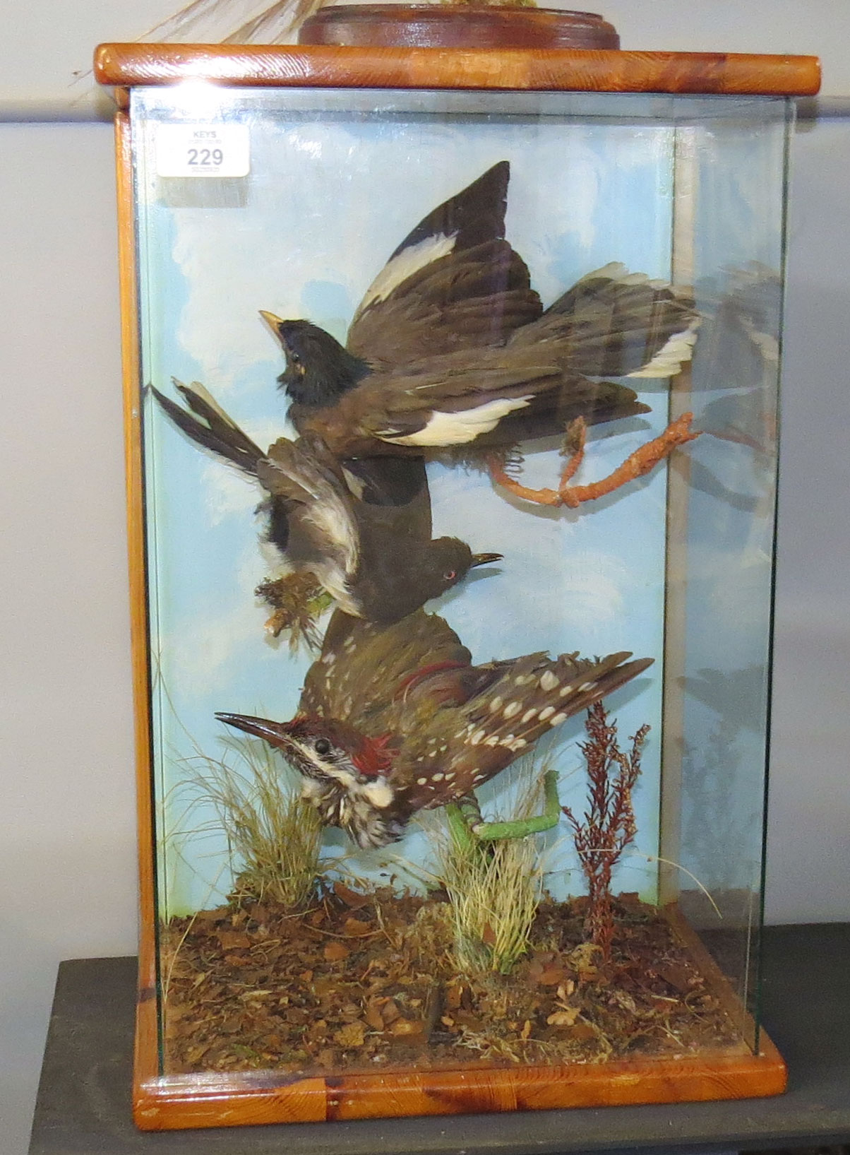 Taxidermy cased group of three Foreign Birds in naturalistic setting, 47 x 30cm