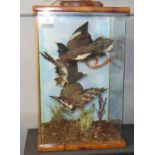 Taxidermy cased group of three Foreign Birds in naturalistic setting, 47 x 30cm