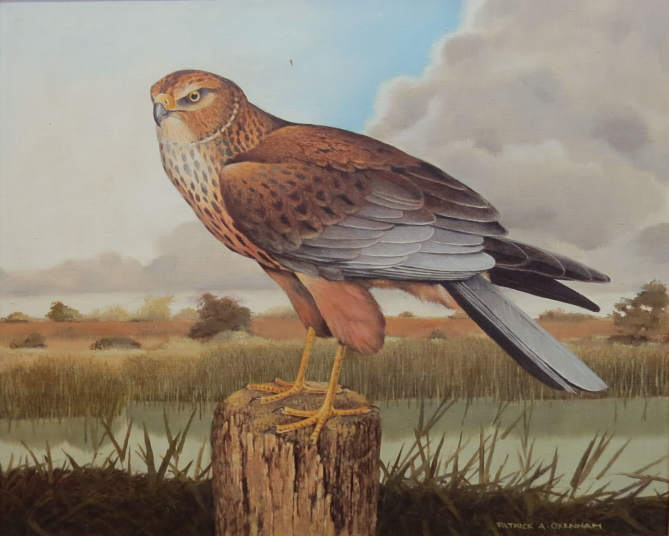 Patrick A Oxenham (20th century), "The Marsh Harrier", oil on canvas, signed lower right, 35 x 40cm