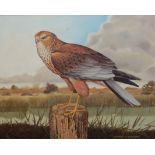 Patrick A Oxenham (20th century), "The Marsh Harrier", oil on canvas, signed lower right, 35 x 40cm