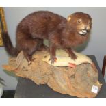 Taxidermy cased Mink with Fish on naturalistic base