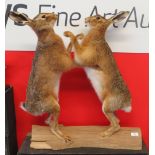 Taxidermy uncased pair of boxing Hares on wooden base