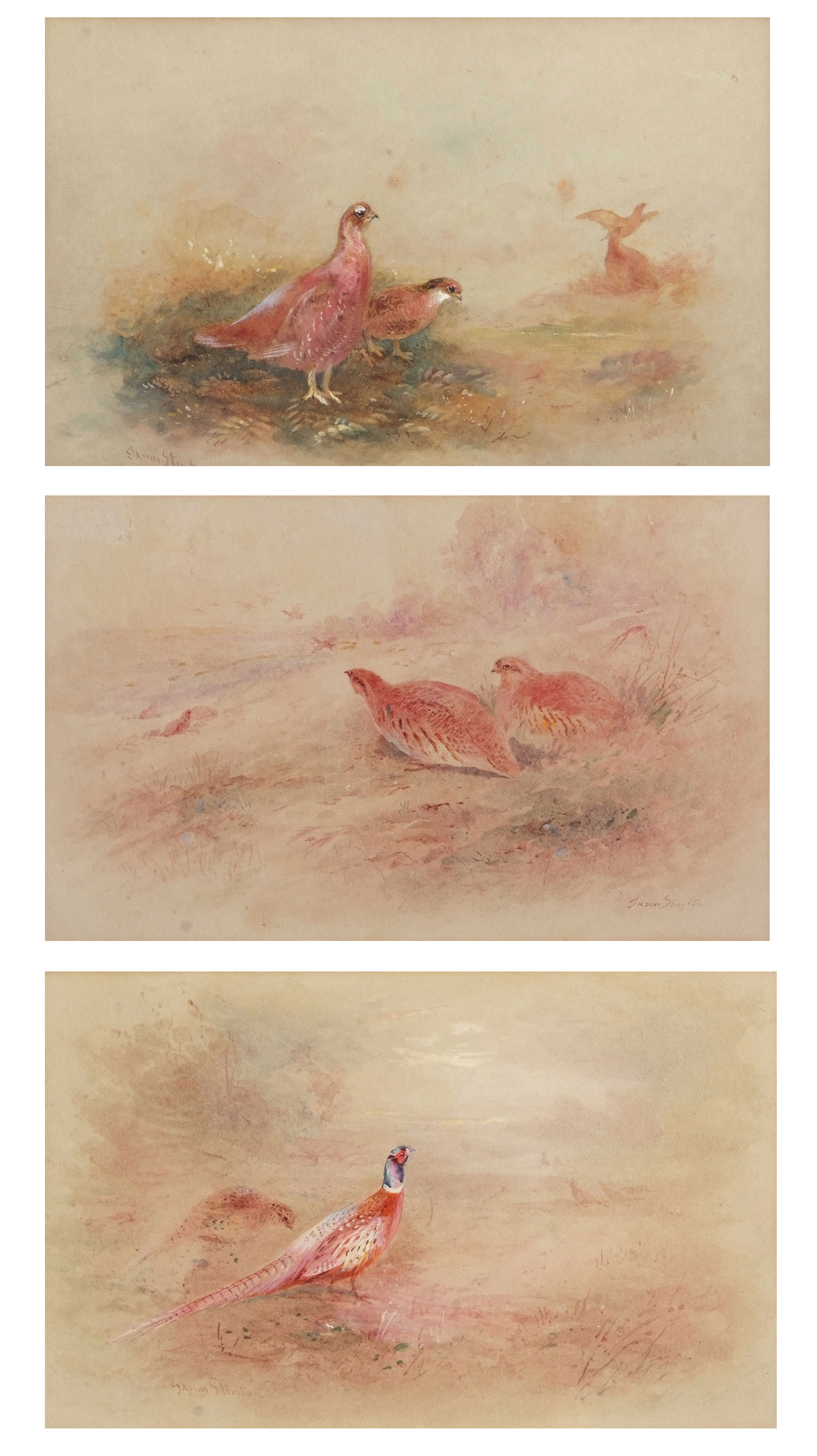 •AR James Stinton (1870-1961), Grouse, Partridge and Pheasants, group of 3 watercolours, all signed,