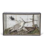 Taxidermy cased dull Moorhen and two other birds, in naturalistic setting, 48 x 81cm (a/f)