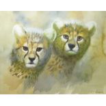 Clifford Charles Turner (1920-2018), Cheetah cubs, watercolour, signed lower right, 26 x 33cm