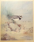 Gordon Beningfield (1936-1988), Plover, coloured print, signed and number 4/500 in pencil to lower