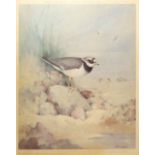 Gordon Beningfield (1936-1988), Plover, coloured print, signed and number 4/500 in pencil to lower