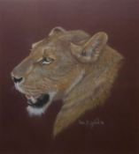 Paul B Dixon (born 1956), Lion head, pastel, signed and dated 96 lower right, 50 x 44cm