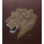 Paul B Dixon (born 1956), Lion head, pastel, signed and dated 96 lower right, 50 x 44cm