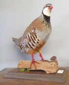 Taxidermy uncased French Partridge on naturalistic base