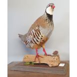 Taxidermy uncased French Partridge on naturalistic base